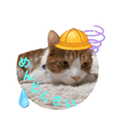 犬猫豚（個別スタンプ：35）