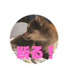 犬猫豚（個別スタンプ：36）