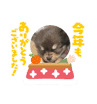 犬猫豚（個別スタンプ：39）