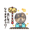 犬猫豚（個別スタンプ：40）