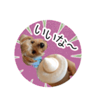 ヨークシャーテリアのガブリエル3（個別スタンプ：6）