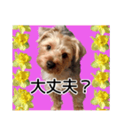 ヨークシャーテリアのガブリエル3（個別スタンプ：10）
