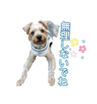 ヨークシャーテリアのガブリエル3（個別スタンプ：11）