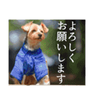 ヨークシャーテリアのガブリエル3（個別スタンプ：13）