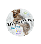 ヨークシャーテリアのガブリエル3（個別スタンプ：16）