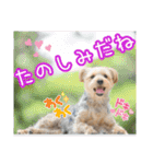 ヨークシャーテリアのガブリエル3（個別スタンプ：20）