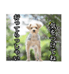 ヨークシャーテリアのガブリエル3（個別スタンプ：21）