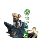 ヨークシャーテリアのガブリエル3（個別スタンプ：23）