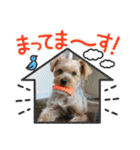 ヨークシャーテリアのガブリエル3（個別スタンプ：24）