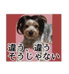 ヨークシャーテリアのガブリエル3（個別スタンプ：25）