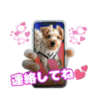 ヨークシャーテリアのガブリエル3（個別スタンプ：26）