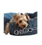 ヨークシャーテリアのガブリエル3（個別スタンプ：27）