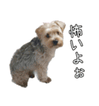 ヨークシャーテリアのガブリエル3（個別スタンプ：31）