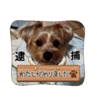 ヨークシャーテリアのガブリエル3（個別スタンプ：36）