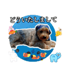 ヨークシャーテリアのガブリエル3（個別スタンプ：39）