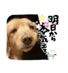 クー＆レモン！仲良しスタンプ！（個別スタンプ：17）