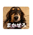 クー＆レモン！仲良しスタンプ！（個別スタンプ：18）