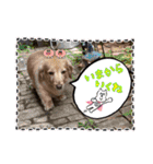 クー＆レモン！仲良しスタンプ！（個別スタンプ：21）