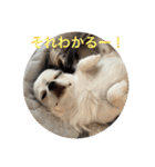 もー太んぷ（個別スタンプ：17）