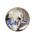 もー太んぷ（個別スタンプ：39）