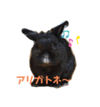 黒ウサギのスタンプ（個別スタンプ：1）