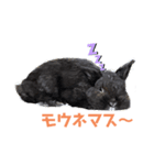黒ウサギのスタンプ（個別スタンプ：7）