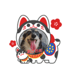 わんにゃん年末（個別スタンプ：1）