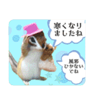 羊毛フェルトの動物のクリスマスとお正月2（個別スタンプ：27）