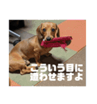 ラブリー犬ちゃんのスタンプ（個別スタンプ：17）