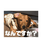 ラブリー犬ちゃんのスタンプ（個別スタンプ：18）