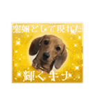 ラブリー犬ちゃんのスタンプ（個別スタンプ：23）