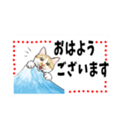 年末年始に意外と使える吹き出し付リアル猫（個別スタンプ：8）