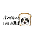 年末年始に意外と使える吹き出し付リアル猫（個別スタンプ：24）