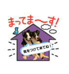 【修正版】ボーダー・コリー①（個別スタンプ：2）