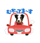 【修正版】ボーダー・コリー①（個別スタンプ：4）
