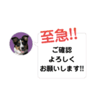 【修正版】ボーダー・コリー①（個別スタンプ：11）