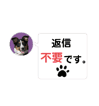 【修正版】ボーダー・コリー①（個別スタンプ：12）