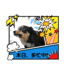 【修正版】ボーダー・コリー①（個別スタンプ：13）