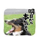 【修正版】ボーダー・コリー①（個別スタンプ：14）
