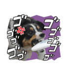【修正版】ボーダー・コリー①（個別スタンプ：15）