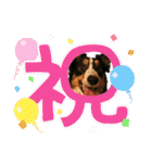 【修正版】ボーダー・コリー①（個別スタンプ：17）