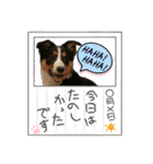 【修正版】ボーダー・コリー①（個別スタンプ：27）