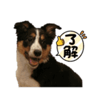 【修正版】ボーダー・コリー①（個別スタンプ：35）