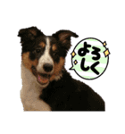 【修正版】ボーダー・コリー①（個別スタンプ：36）