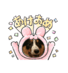 【修正版】ボーダー・コリー①（個別スタンプ：37）