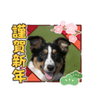 【修正版】ボーダー・コリー①（個別スタンプ：38）