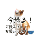 茶白猫のホ〜ちゃん（個別スタンプ：3）