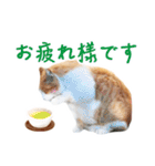茶白猫のホ〜ちゃん（個別スタンプ：15）