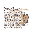 毎日クオッカ（個別スタンプ：1）