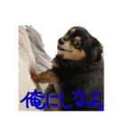 ふとったいぬ（個別スタンプ：1）